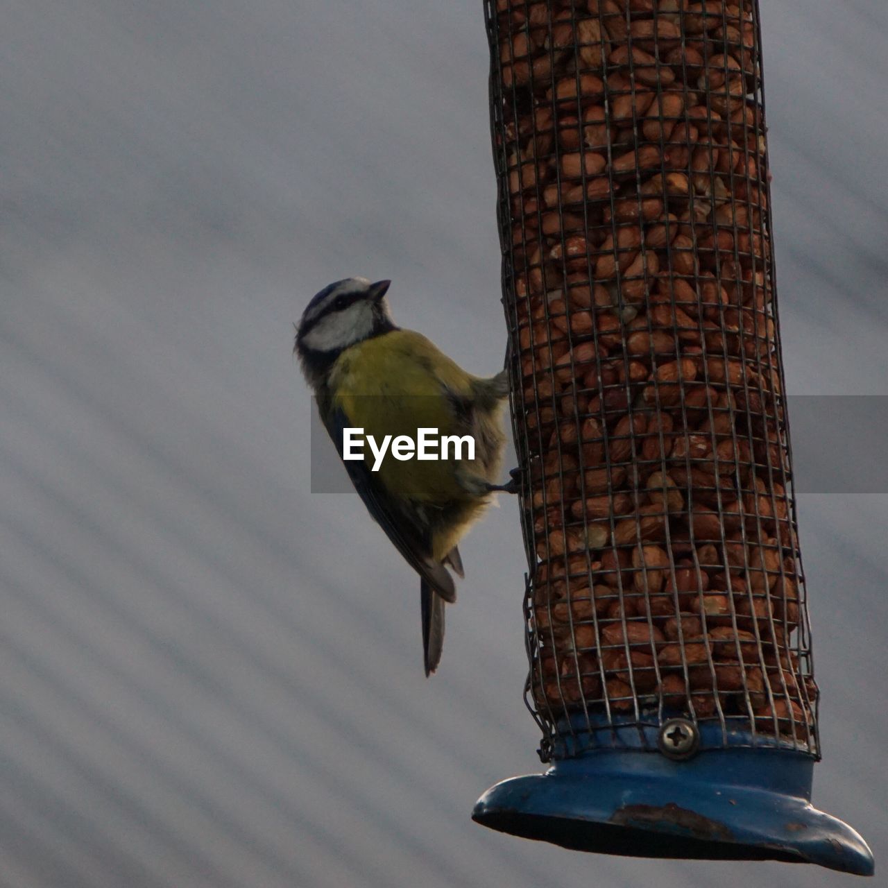 Close-up of bird perching on feeder