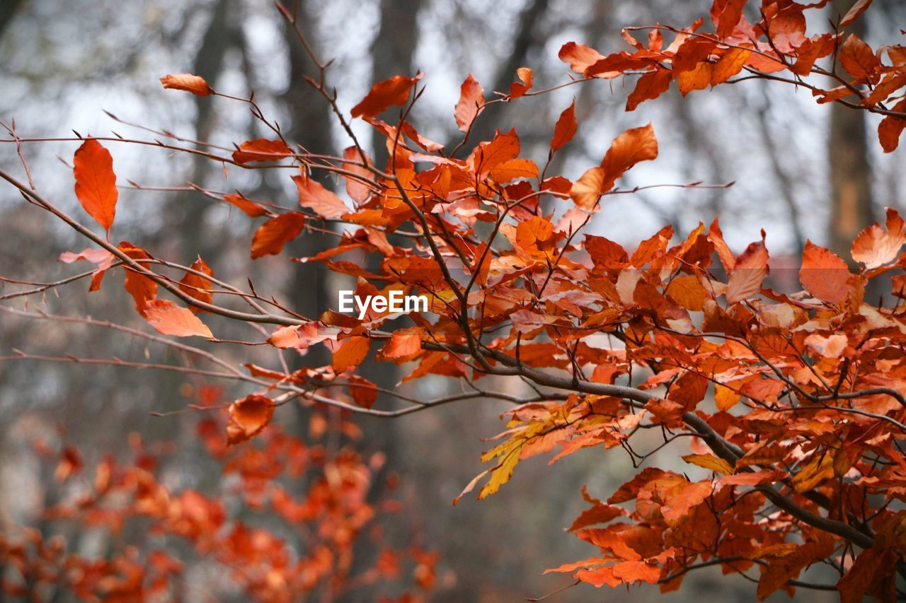 CLOSE-UP OF MAPLE LEAVES ON TREE