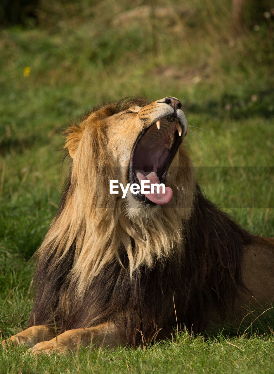 Lion yawning on field