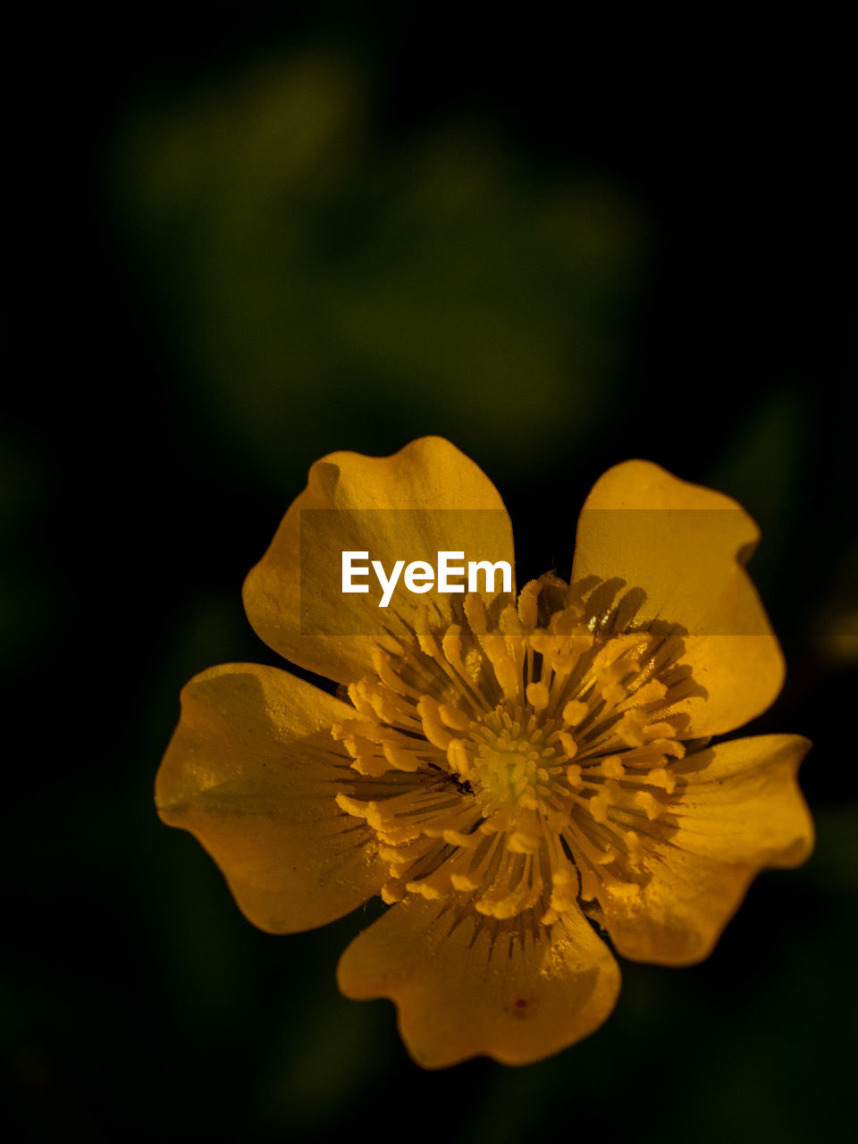 Close-up of yellow flower