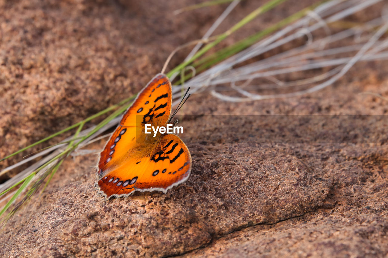 Pirate butterfly on granite rock surface catacroptera cloanthe cloanthe