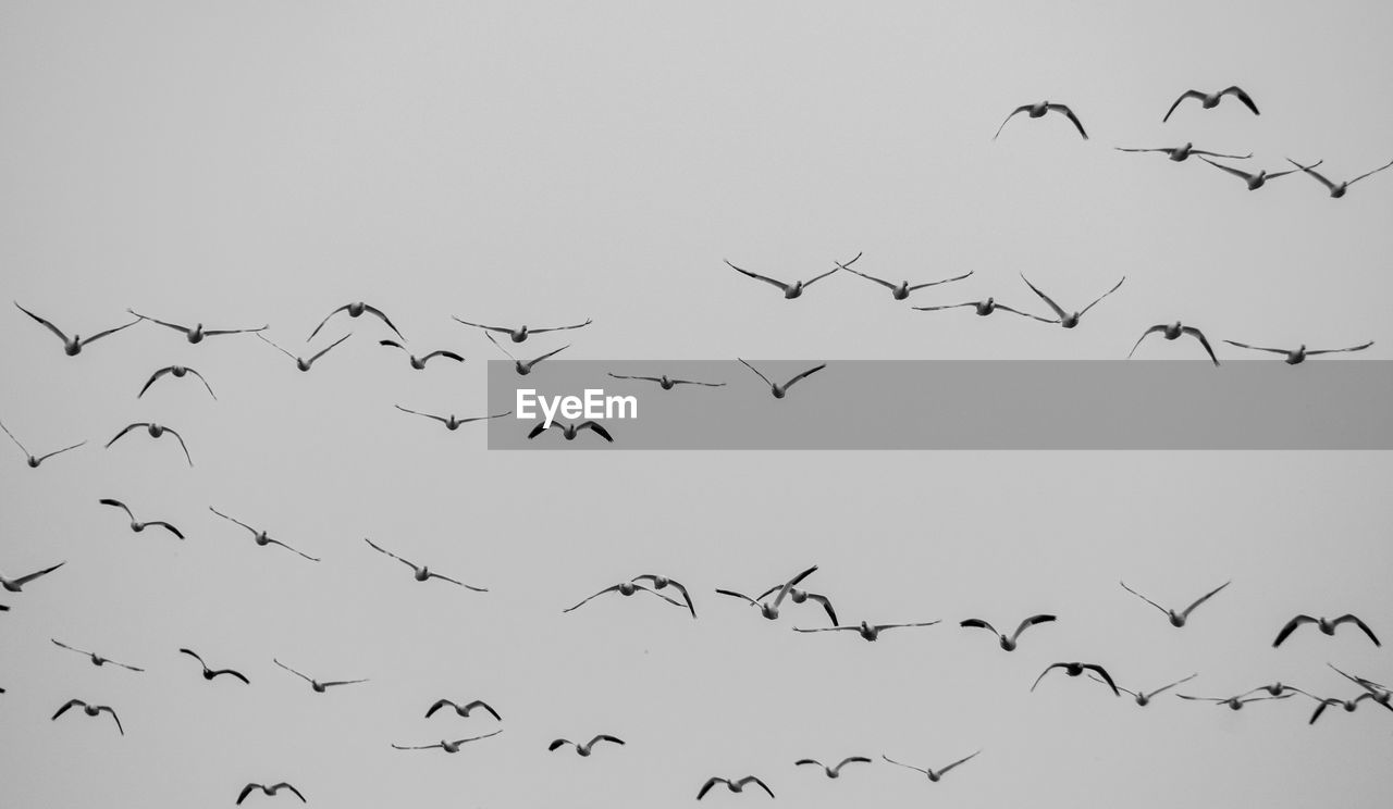 LOW ANGLE VIEW OF BIRDS FLYING