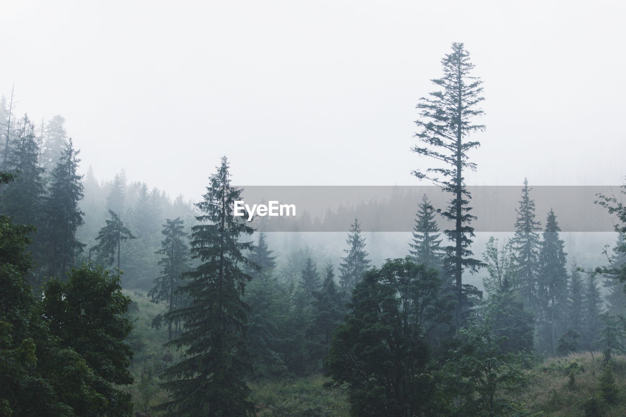 Pine trees in forest against sky