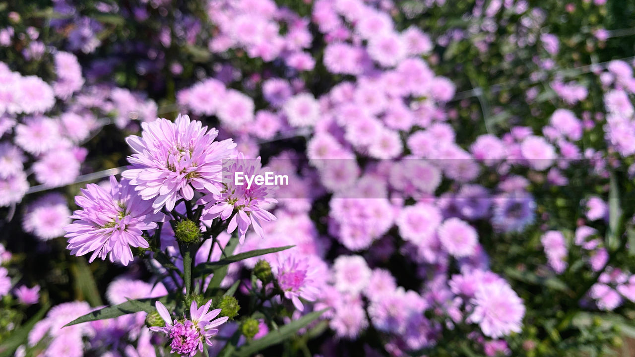 plant, flowering plant, flower, freshness, beauty in nature, fragility, growth, blossom, nature, close-up, pink, flower head, petal, no people, inflorescence, day, focus on foreground, botany, purple, springtime, outdoors, selective focus, wildflower, lilac, tree