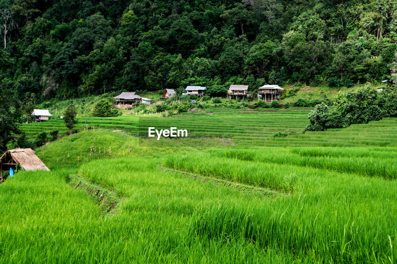 SCENIC VIEW OF AGRICULTURAL FIELD BY TREES AND HOUSES AGAINST PLANTS