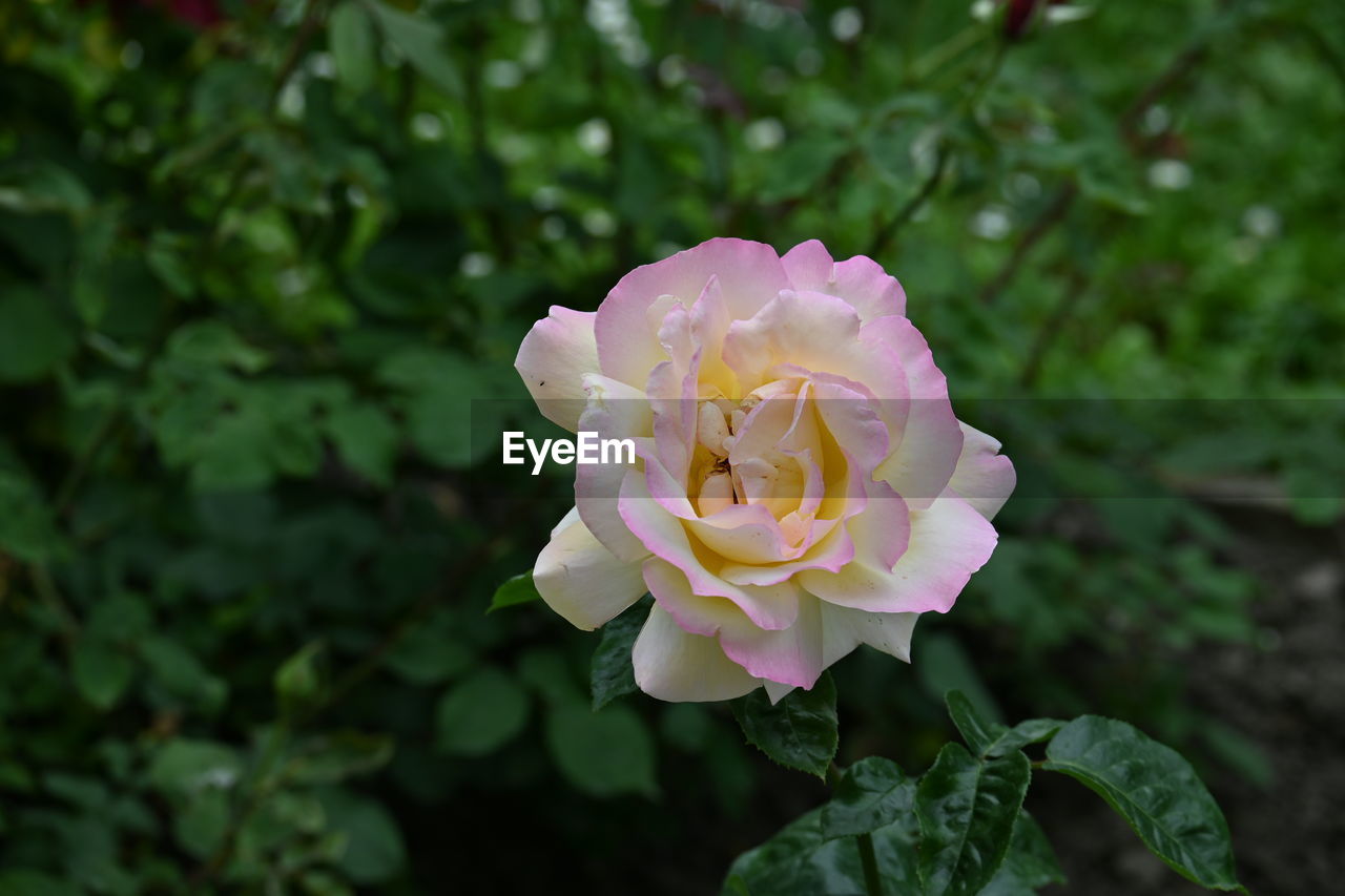 flower, flowering plant, plant, beauty in nature, rose, petal, freshness, flower head, inflorescence, nature, pink, garden roses, close-up, fragility, plant part, leaf, growth, no people, outdoors, focus on foreground, springtime, day, green, blossom