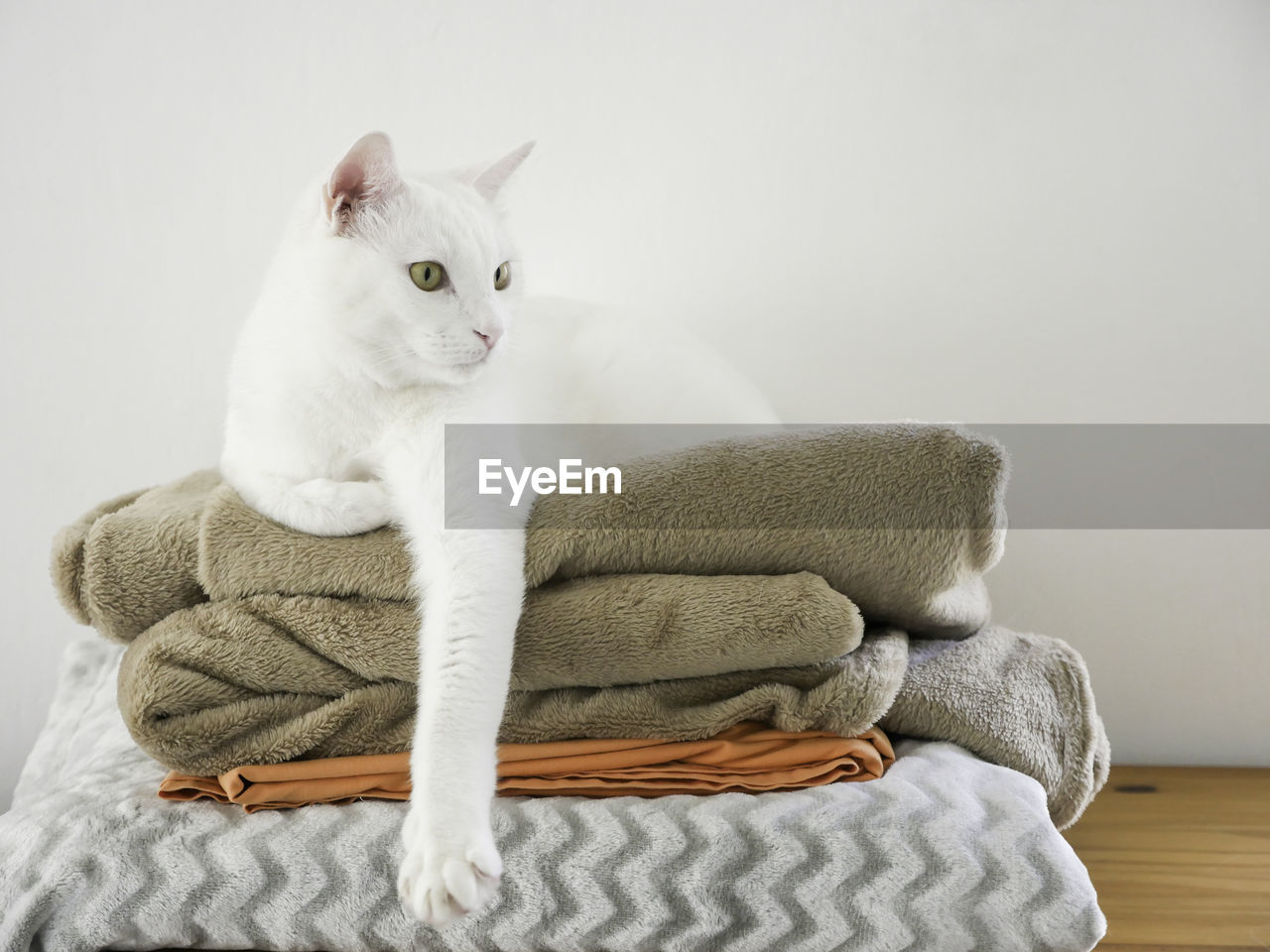 White cat resting on stacked towels by wall