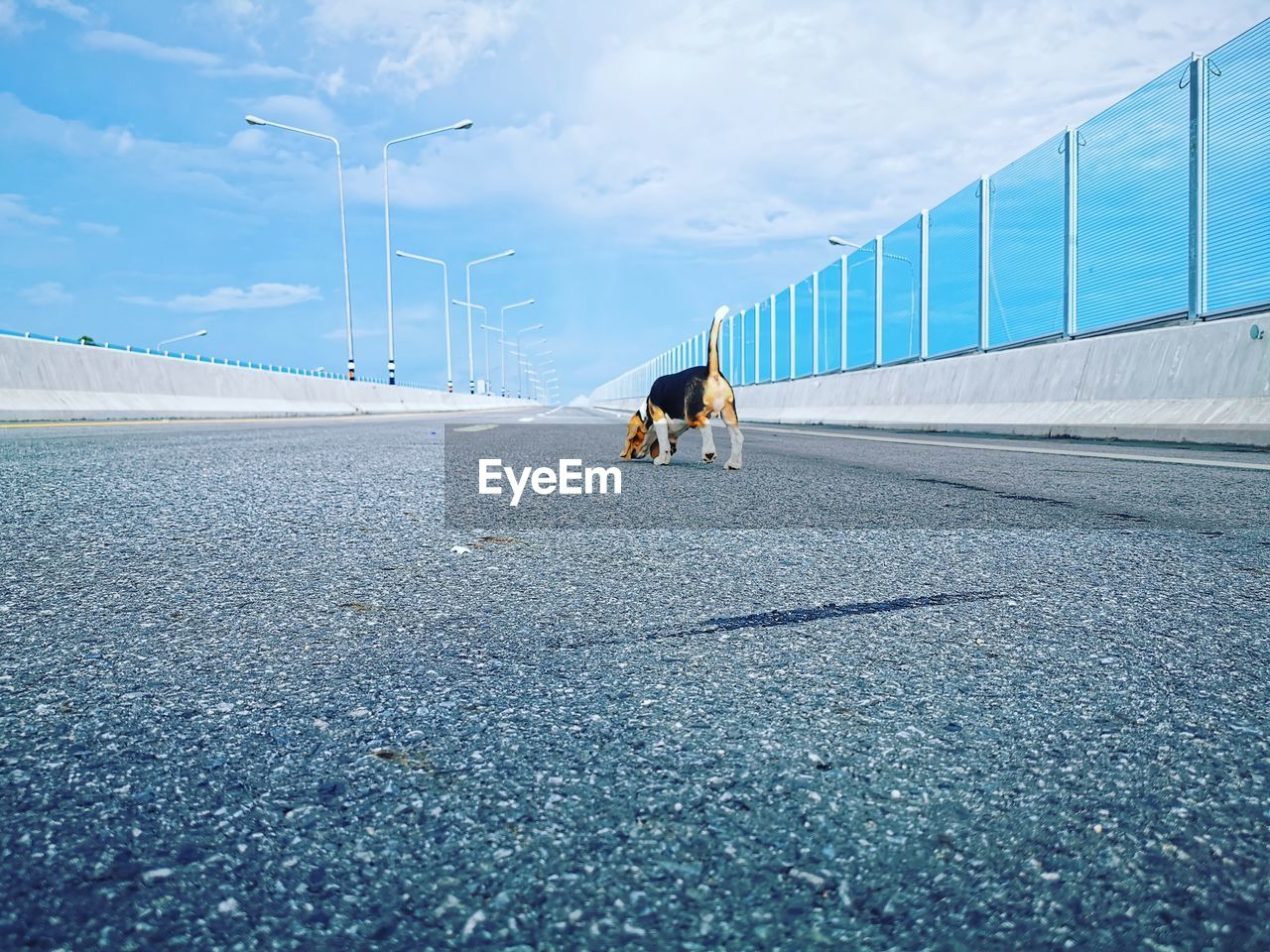 WOMAN WITH DOG ON ROAD