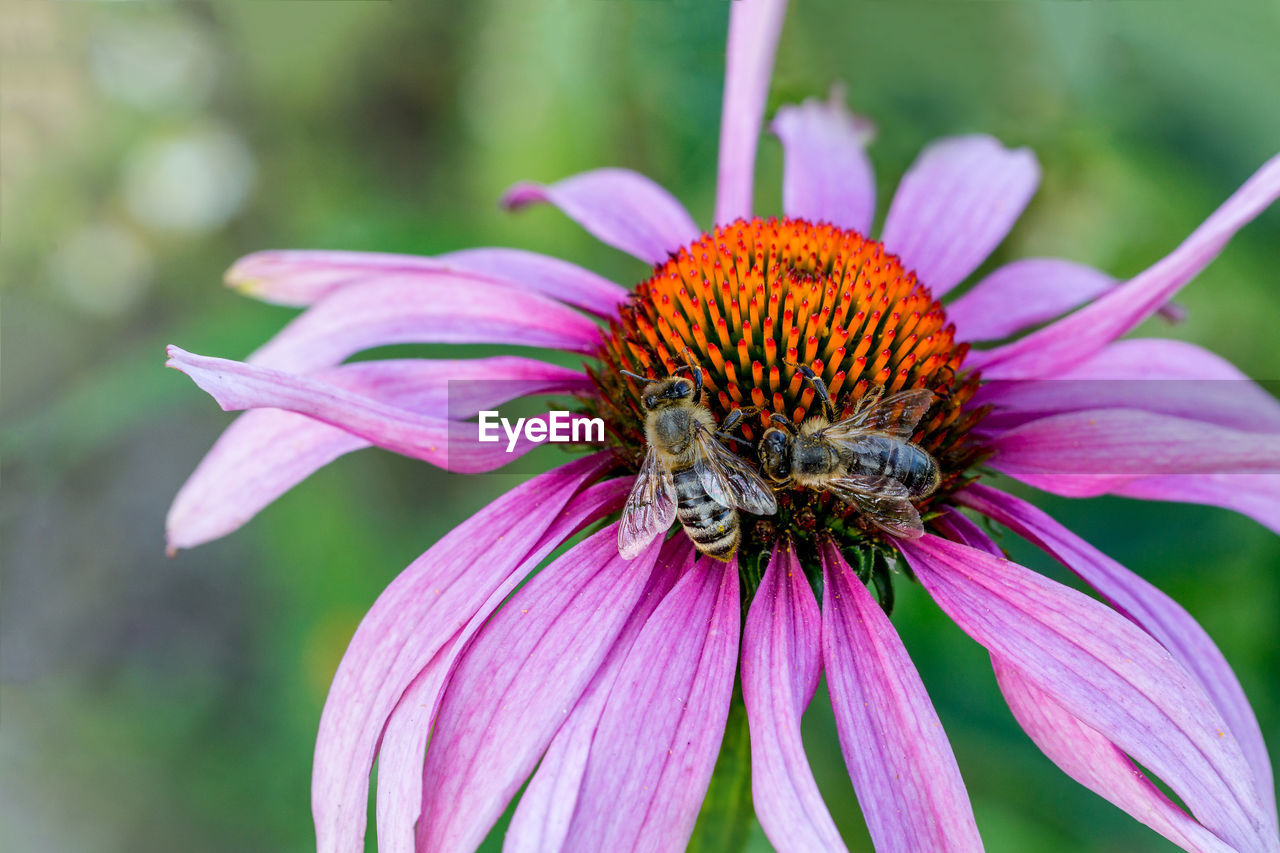 Close-up of honey bee pollinating on purple flower