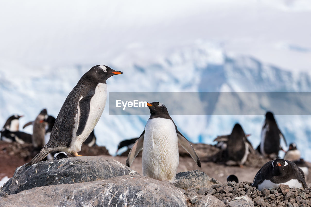 Two gentoo penguins in the foreground of a penguin colony, antarctica
