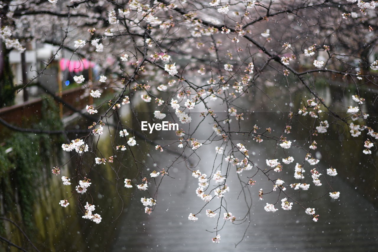 CLOSE-UP OF CHERRY BLOSSOM TREE IN SPRING