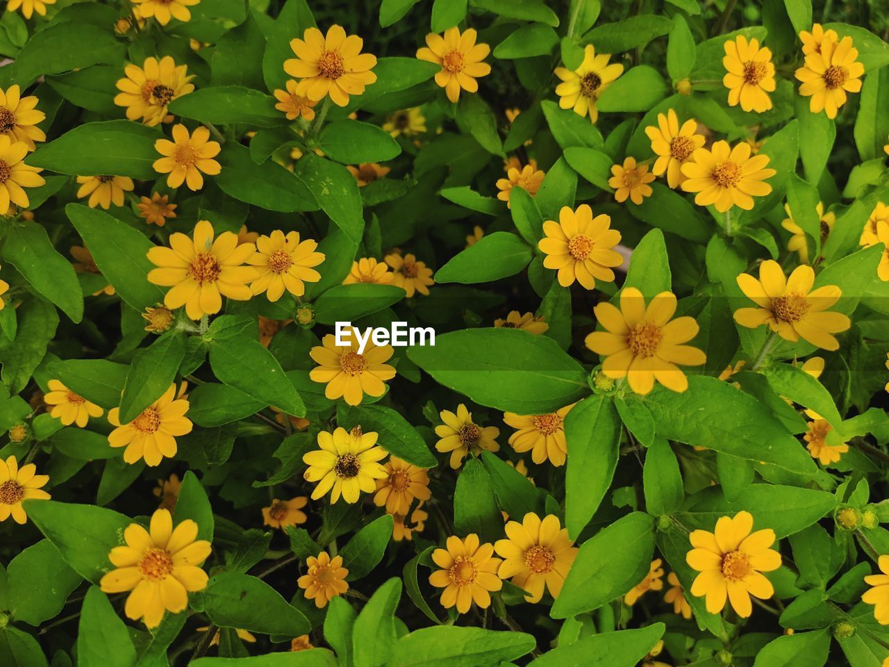 High angle view of flowering plants