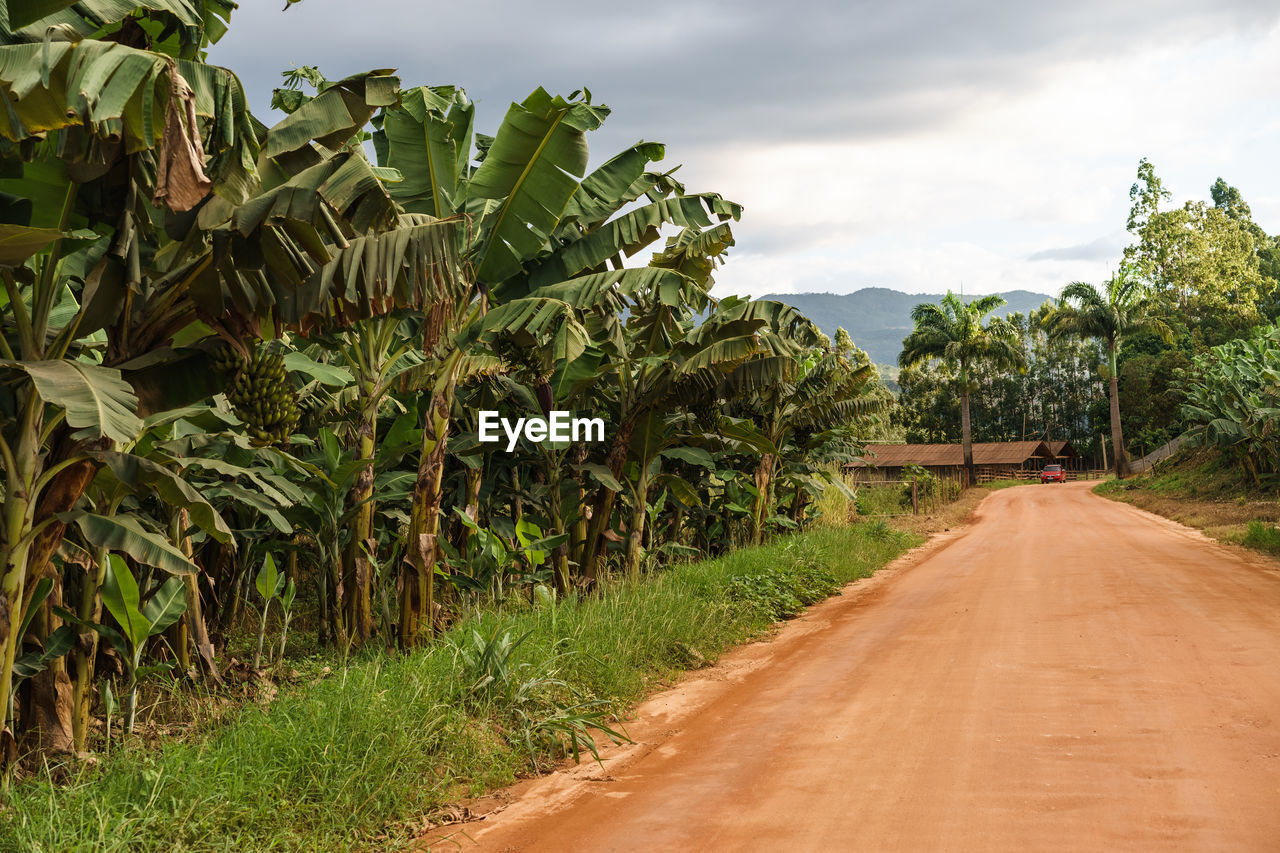 Dirt road along trees and plants against sky