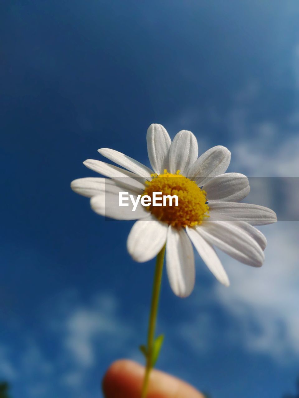 CLOSE-UP OF HAND HOLDING WHITE FLOWER BLOOMING