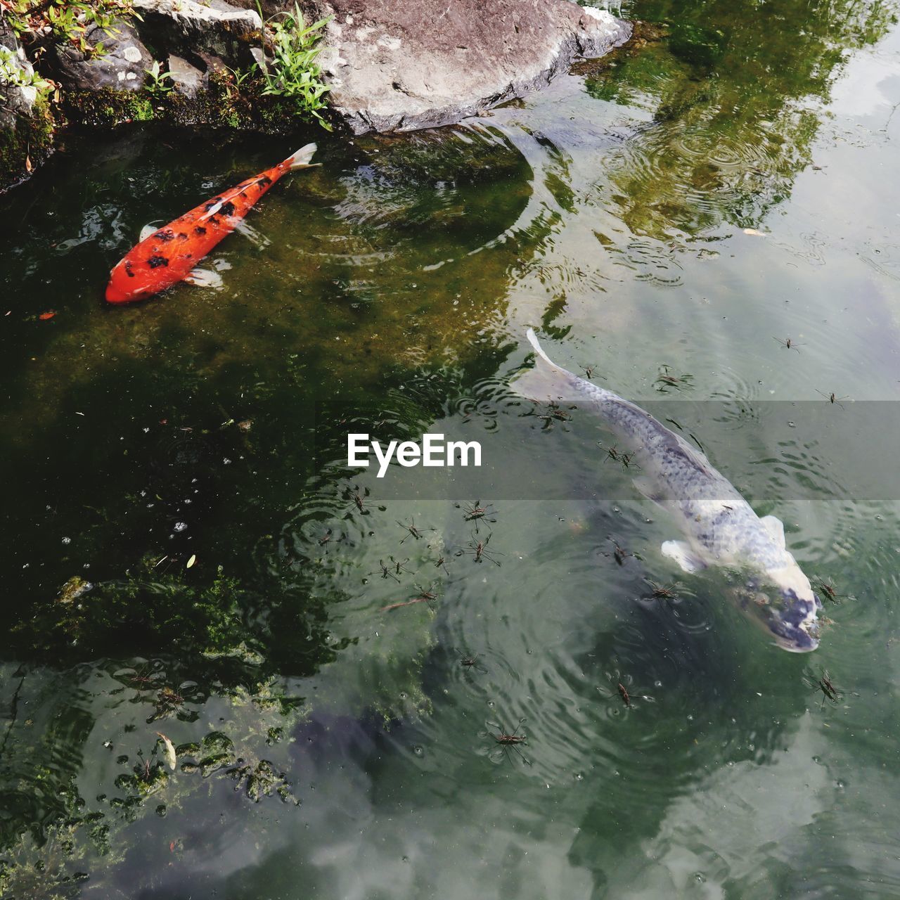 HIGH ANGLE VIEW OF FISH IN LAKE