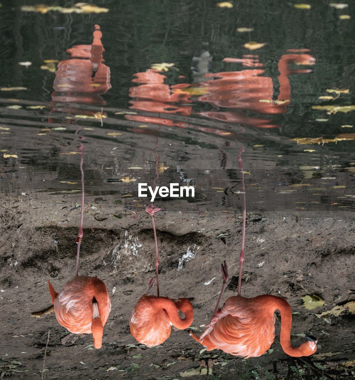 water bird, water, flamingo, no people, nature, animal, group of animals, bird, animal themes, animal wildlife, lake, wildlife, day, outdoors, orange color, reflection, fish