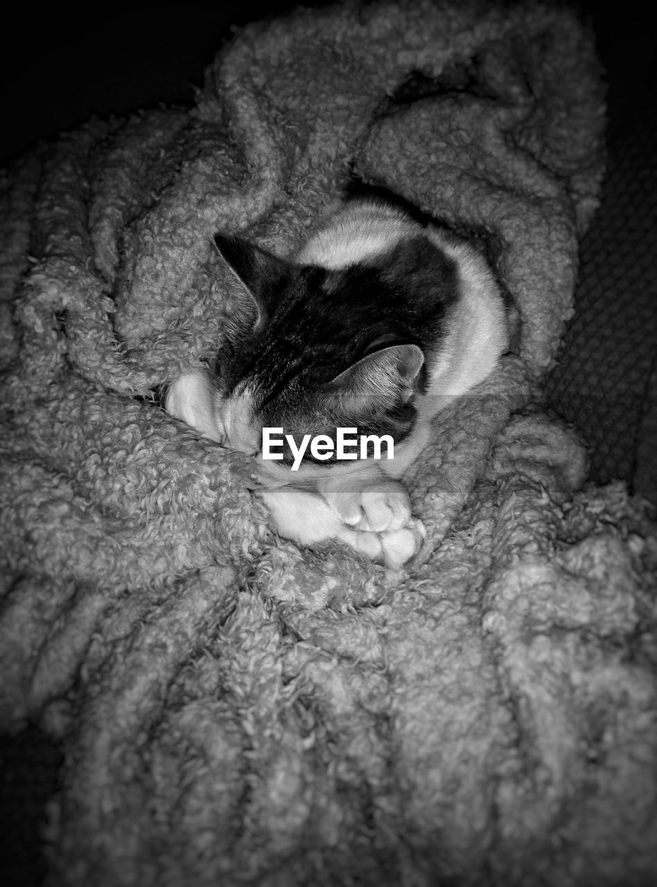 CLOSE-UP OF A CAT SLEEPING ON HAND