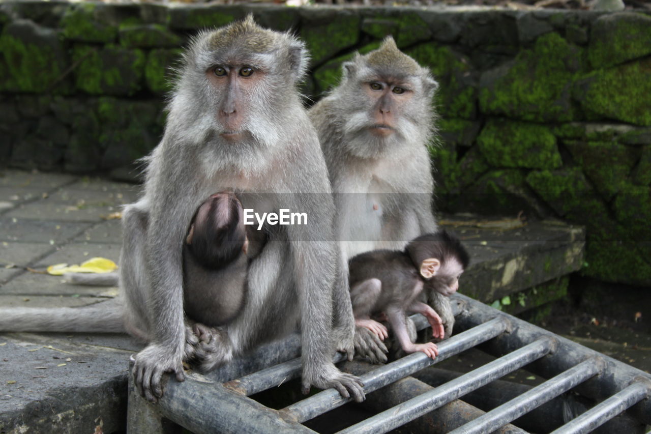 2 monkeys with young ones at their belly waiting to get food  in the monkey forest ubud bali