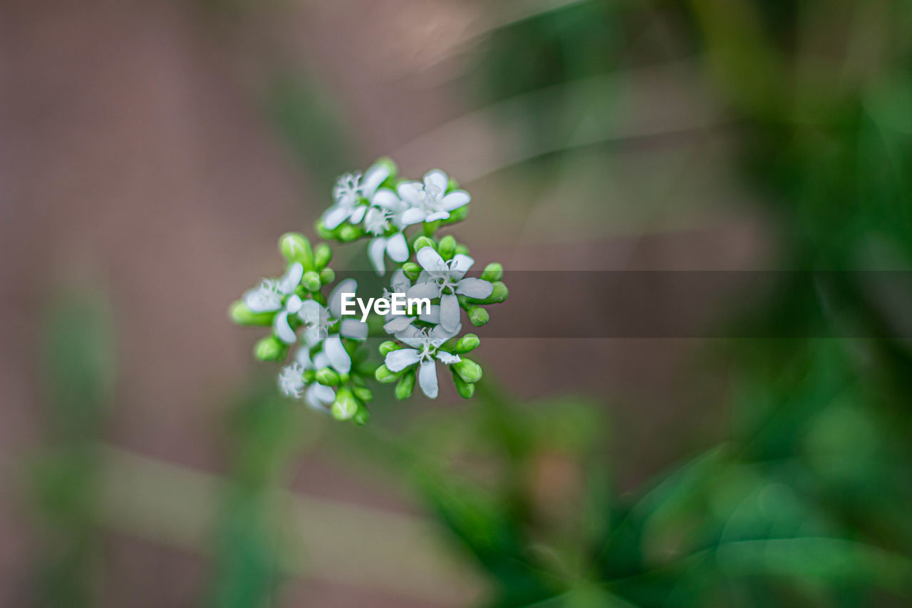 CLOSE-UP OF WHITE FLOWERING PLANTS