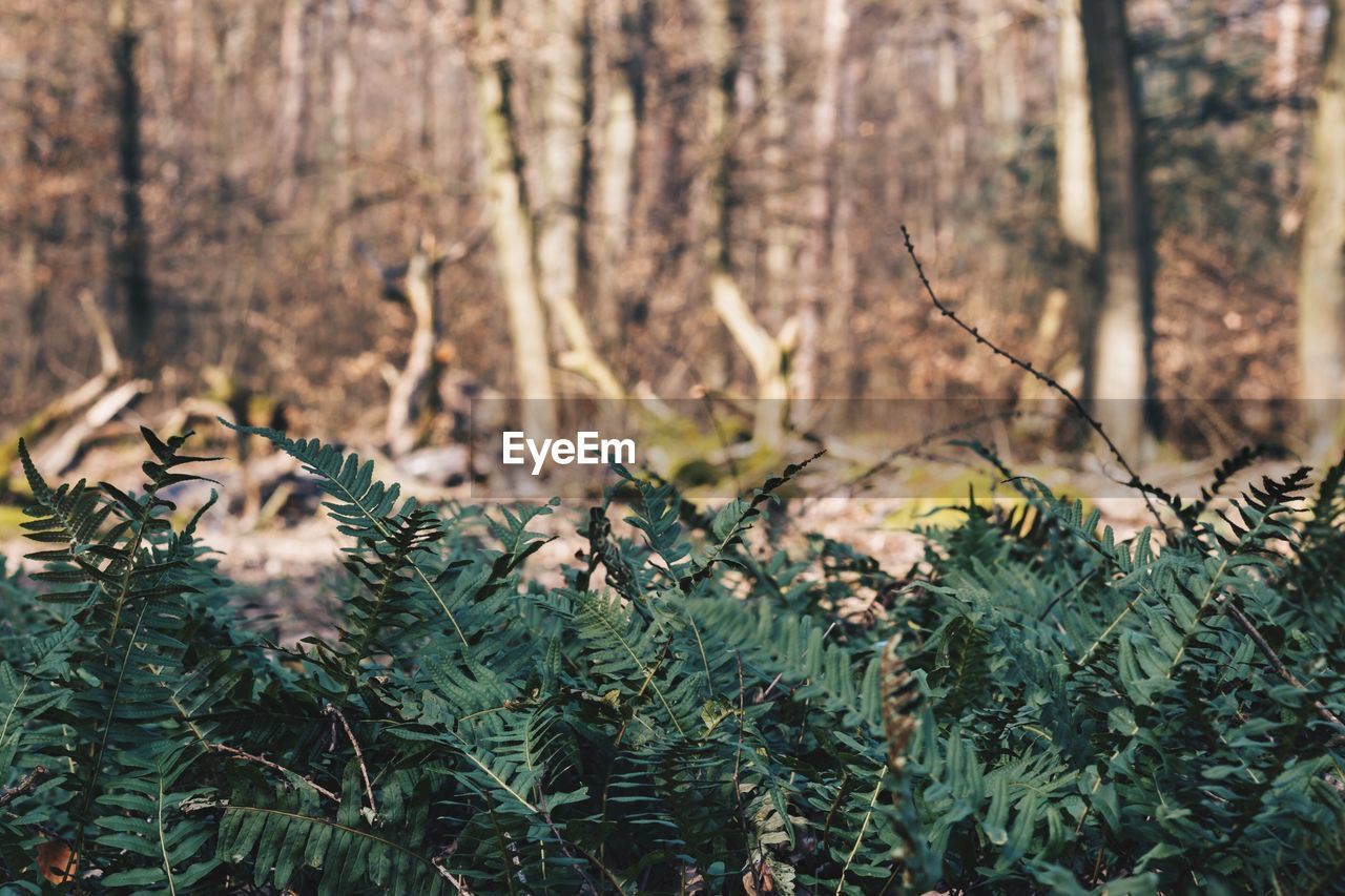 View of fern leaves in forest