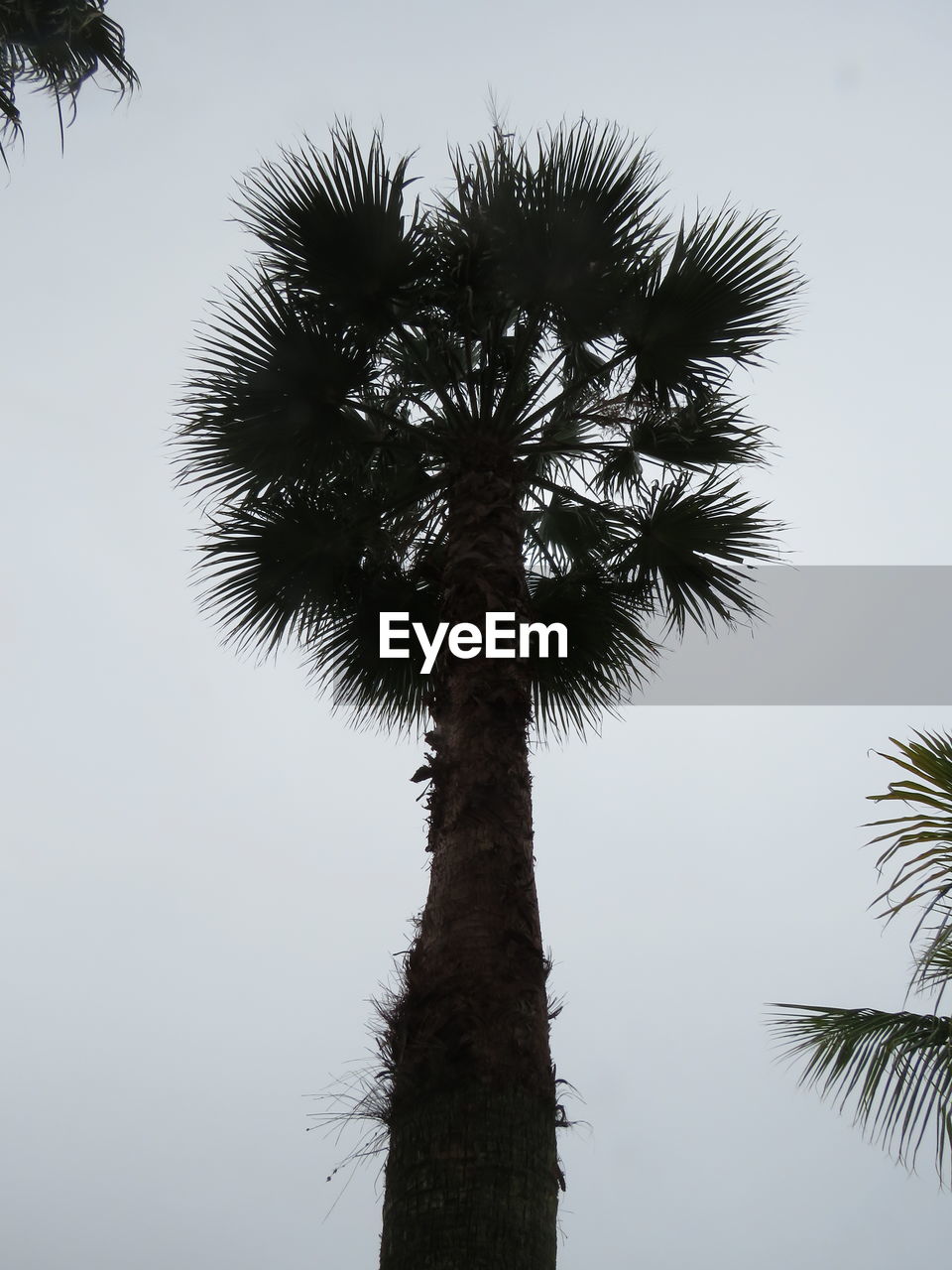 LOW ANGLE VIEW OF PALM TREE AGAINST SKY