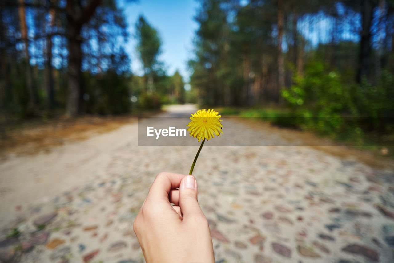 cropped hand of woman holding red flower