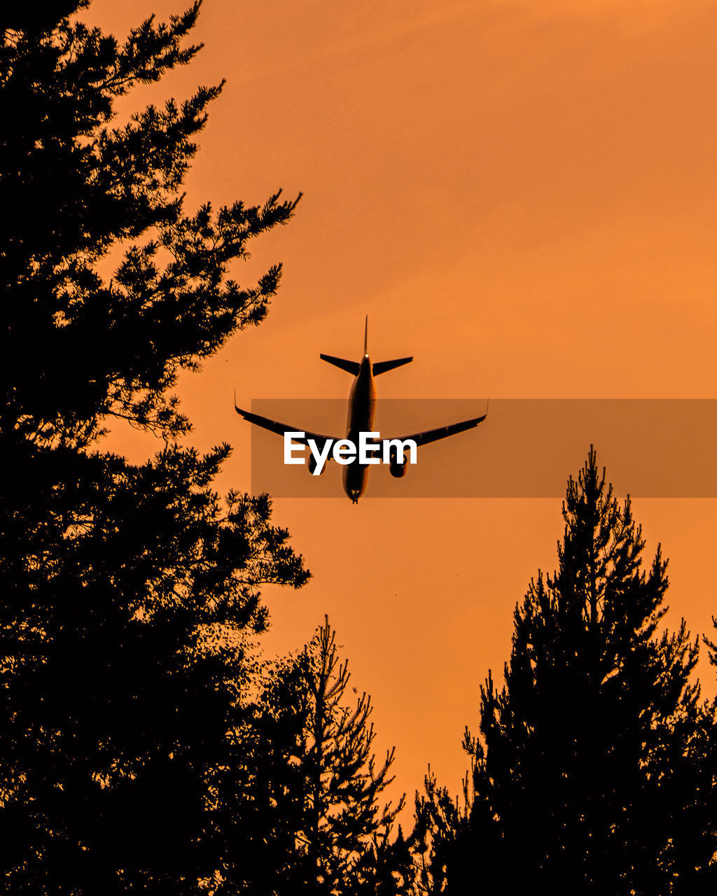 silhouette, tree, sky, sunset, air vehicle, flying, transportation, mode of transportation, nature, plant, airplane, orange color, mid-air, dawn, low angle view, travel, motion, no people, evening, on the move, aircraft, outdoors, sun, beauty in nature