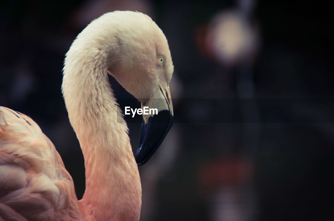 Side view of flamingo at edinburgh zoo