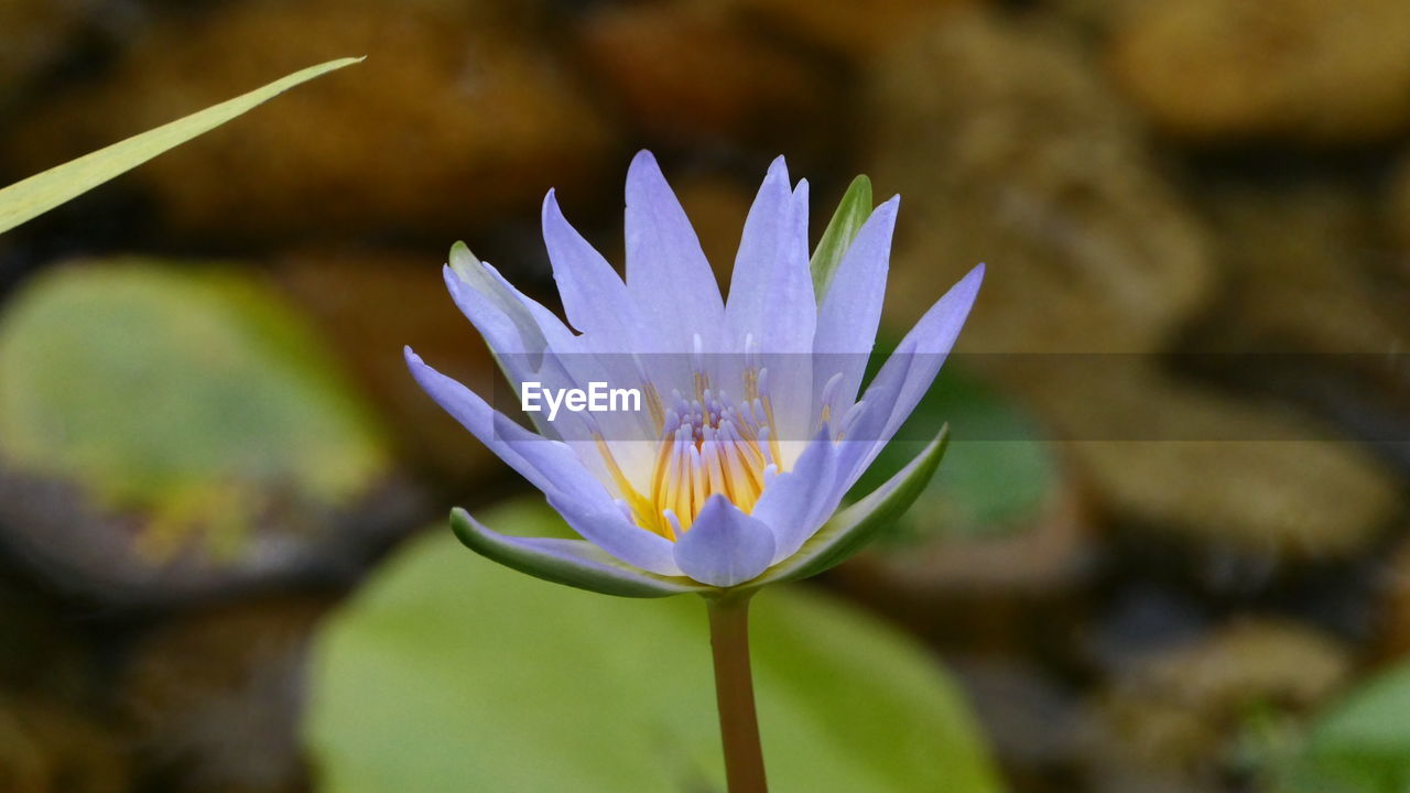 CLOSE-UP OF PURPLE WATER LILY IN POND