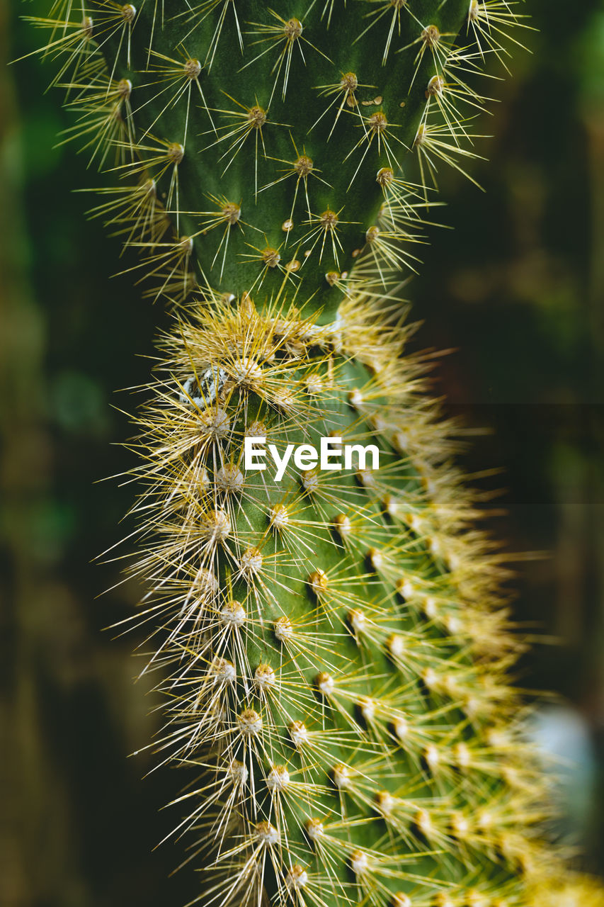 CLOSE-UP OF SUCCULENT PLANT DURING NIGHT