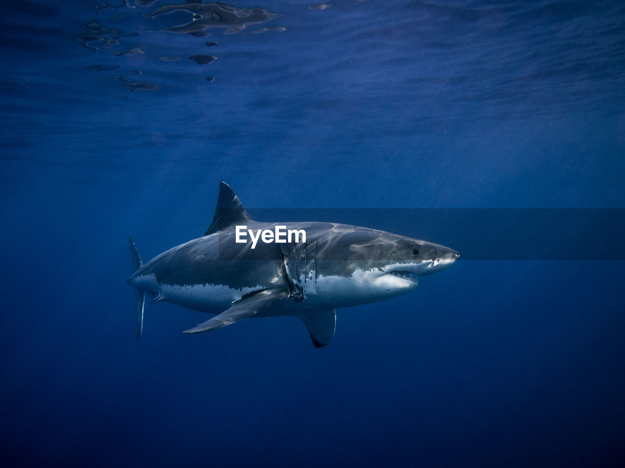 Close-up of shark swimming in sea