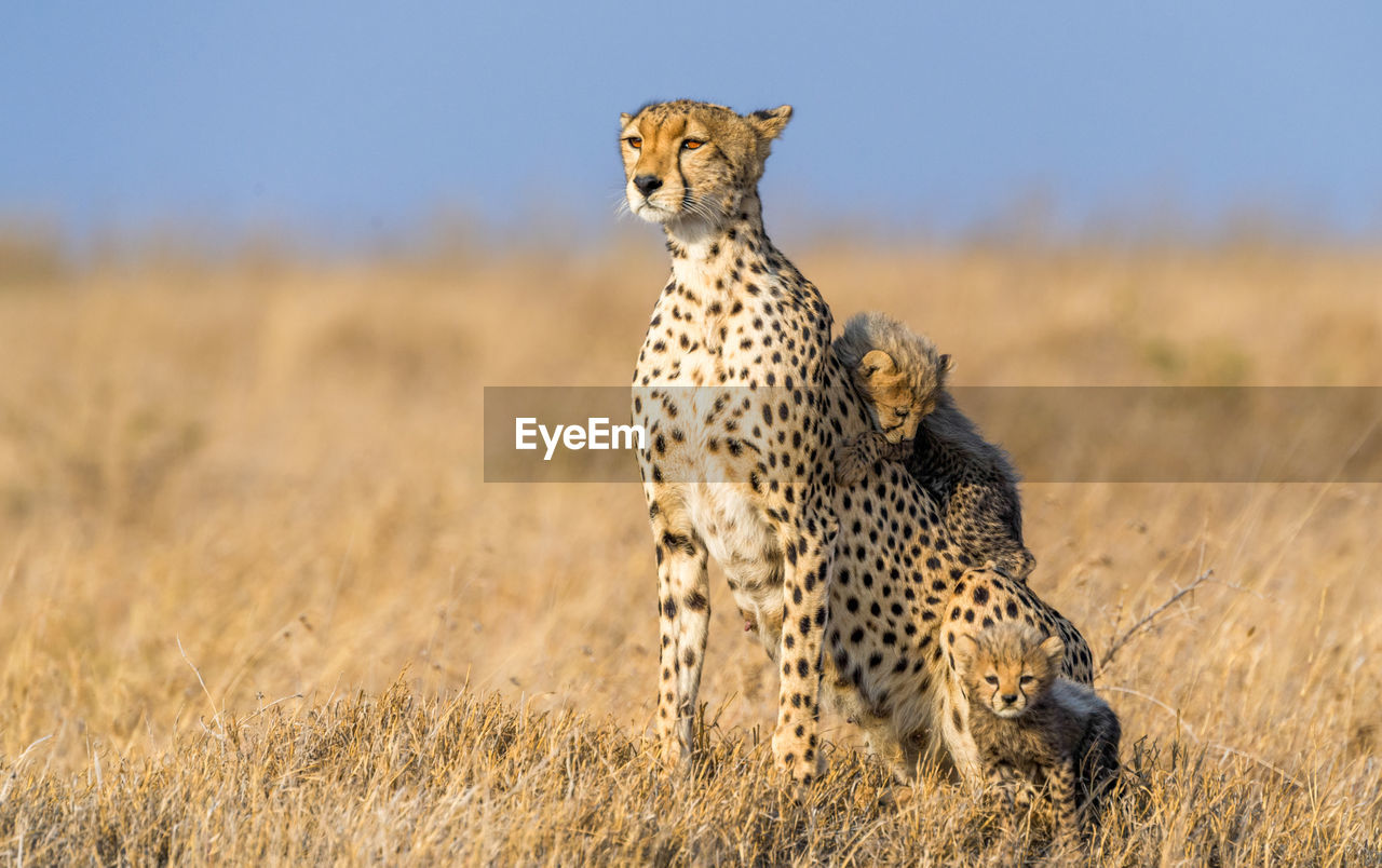 Cheetah male walking and looking for prey