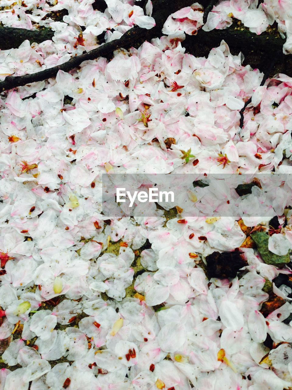 Full frame shot of petals on ground