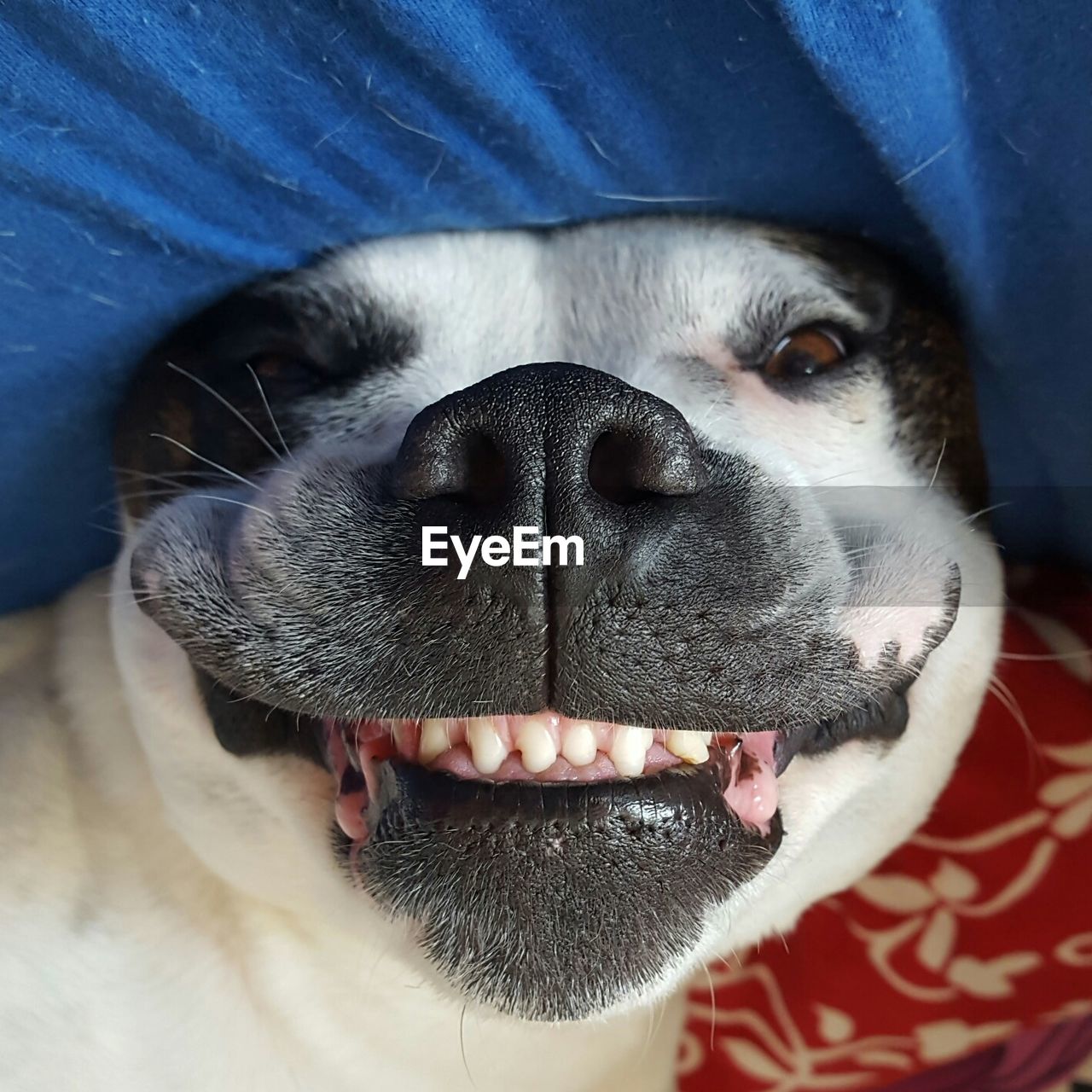 Close-up portrait of dog