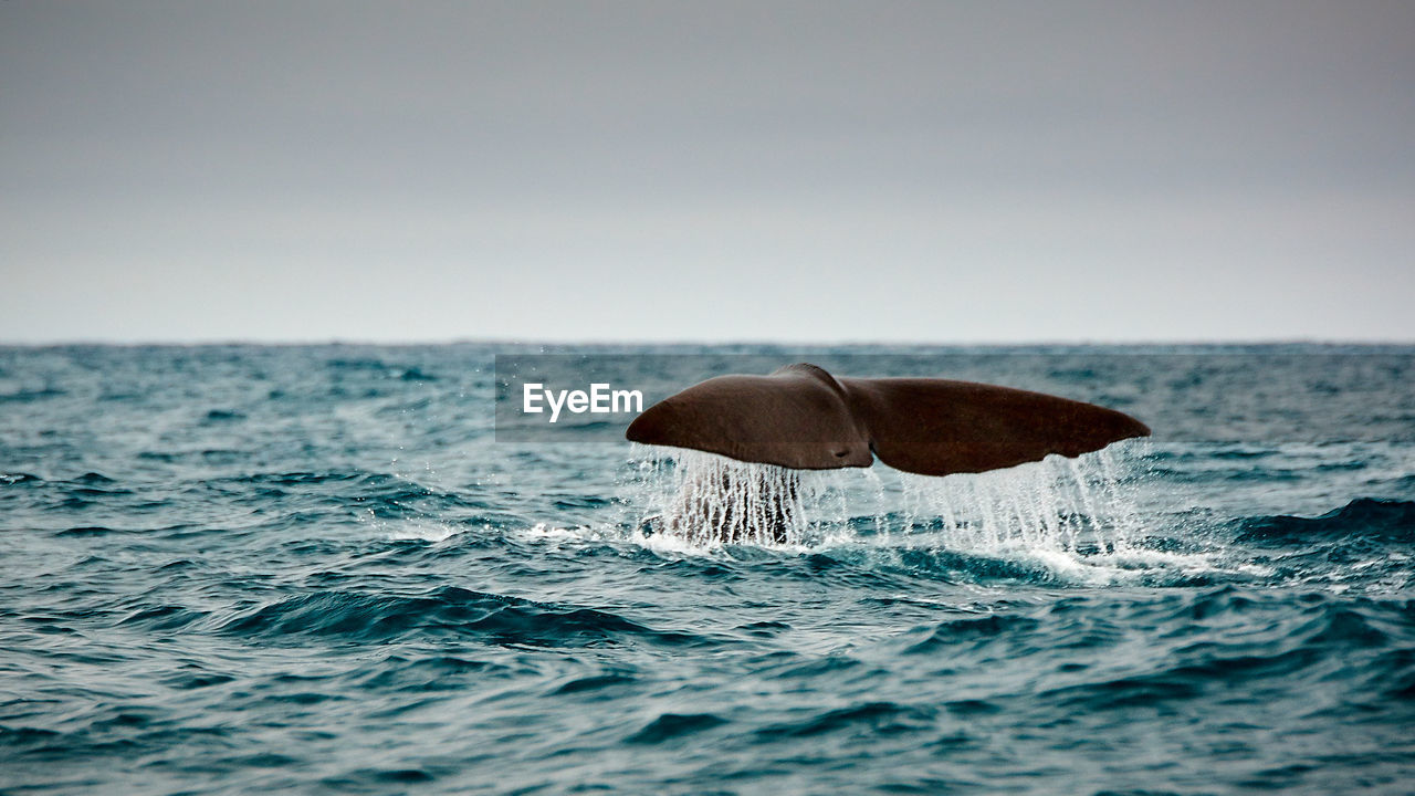 Tail fin of humpback whale swimming in sea