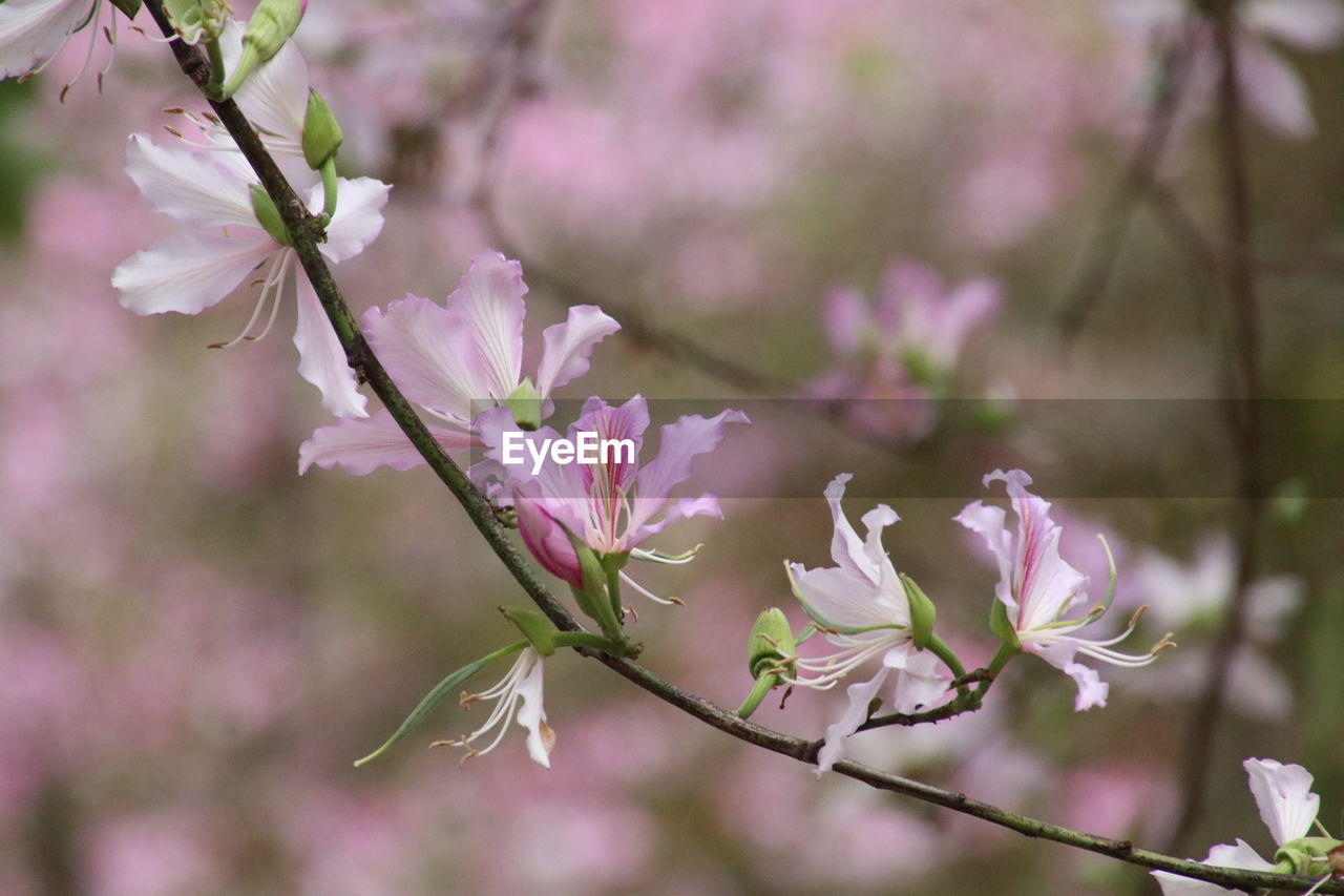 Close-up of pink flowers blooming on tree