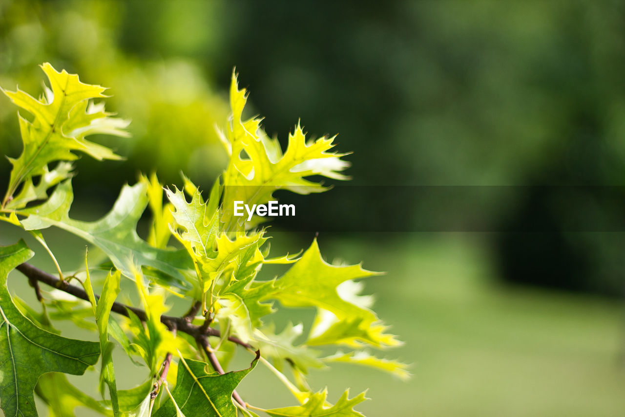 Close-up of yellow flowering plant