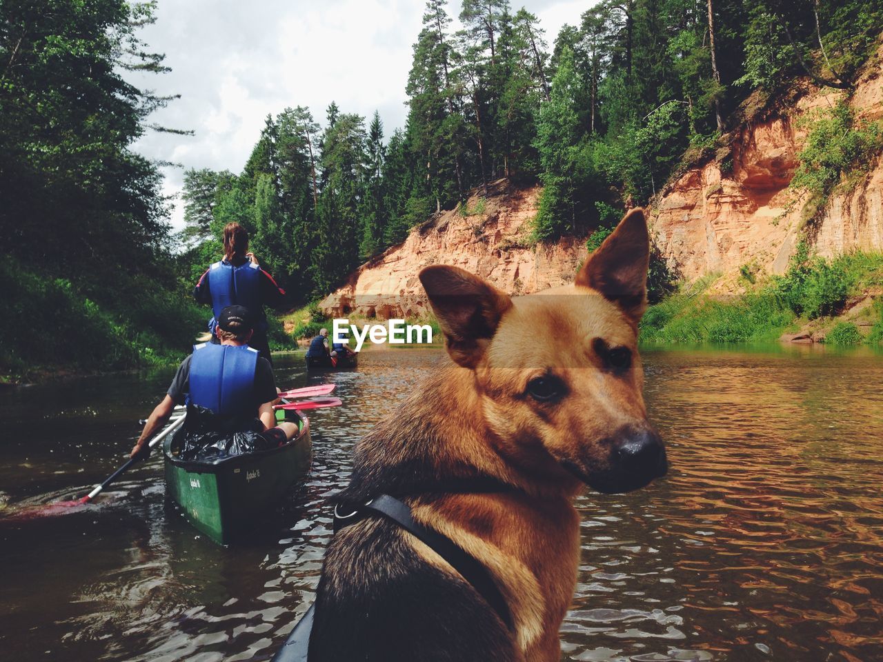 Portrait of dog with people sailing boat in river at background