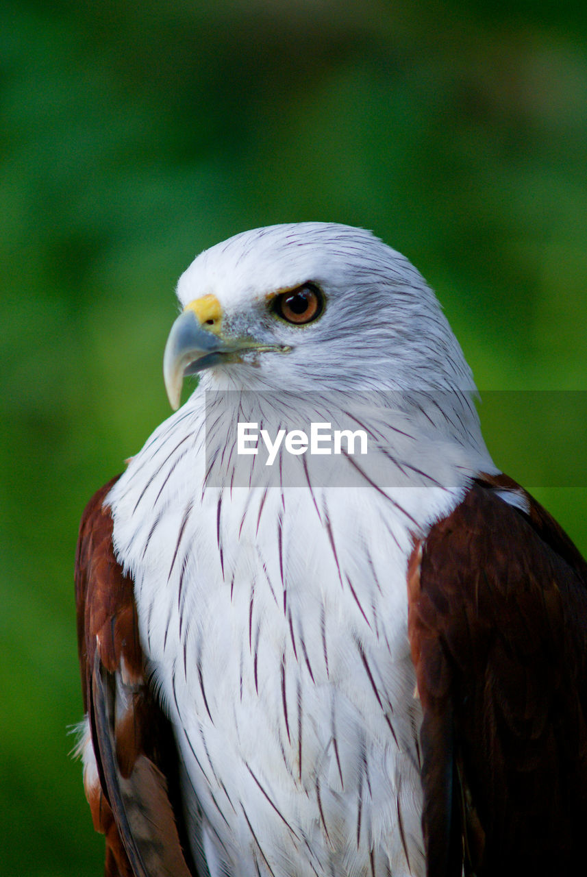 CLOSE-UP OF OWL PERCHING ON WOOD