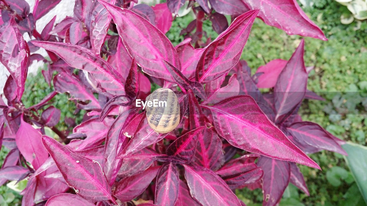 CLOSE-UP OF PINK PLANTS