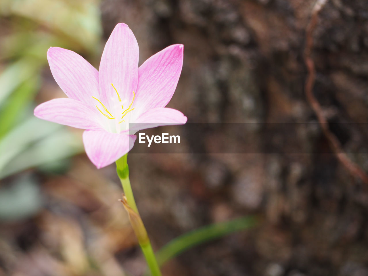 CLOSE-UP OF CROCUS