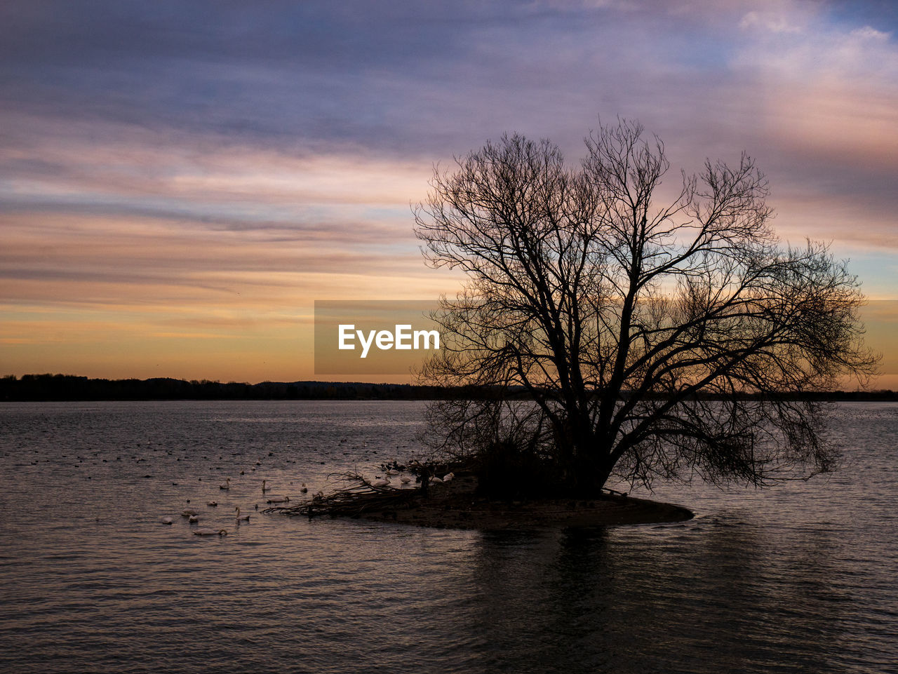 Silhouette bare tree by lake against sky during sunset