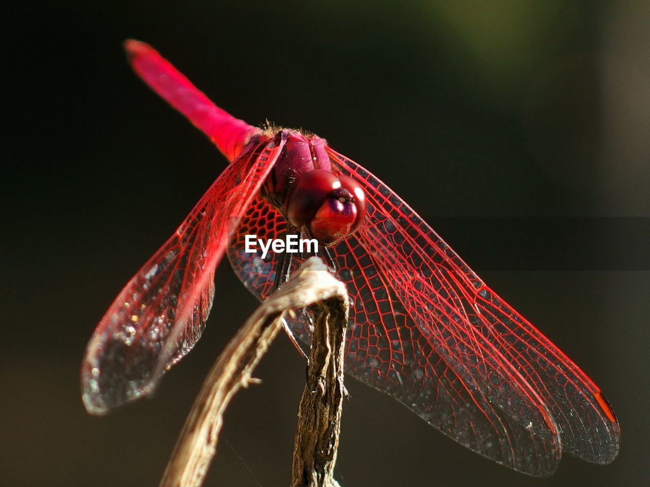 CLOSE-UP OF INSECT ON RED FLOWERS
