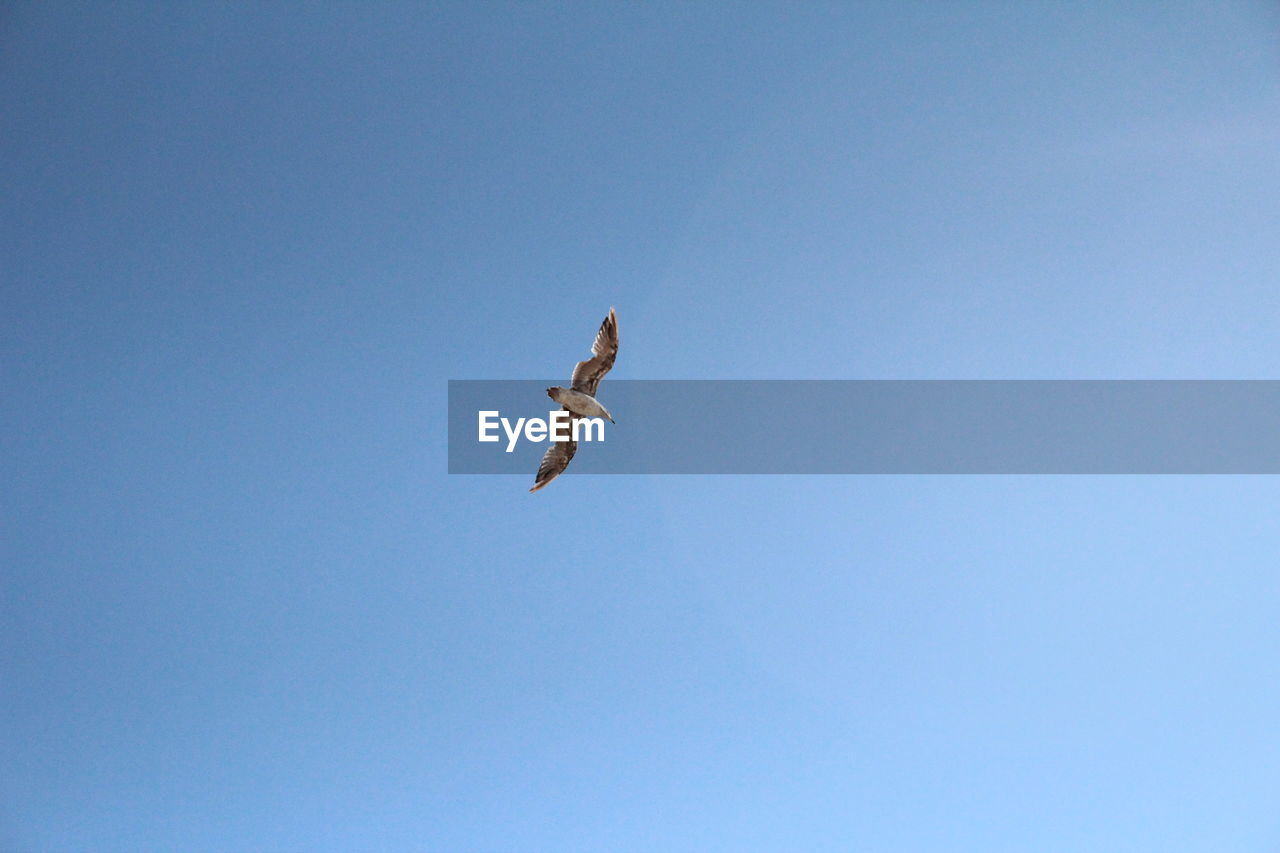 Low angle view of bird flying against clear blue sky