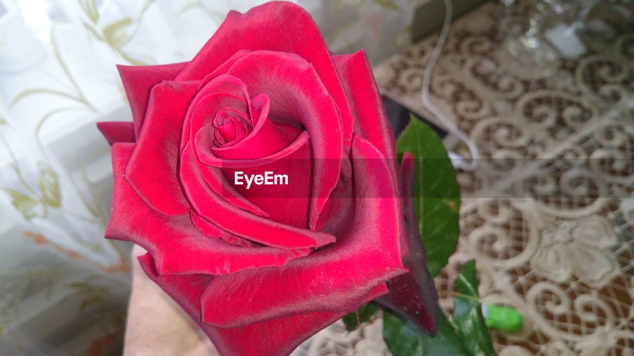 CLOSE-UP OF RED ROSE ON FABRIC