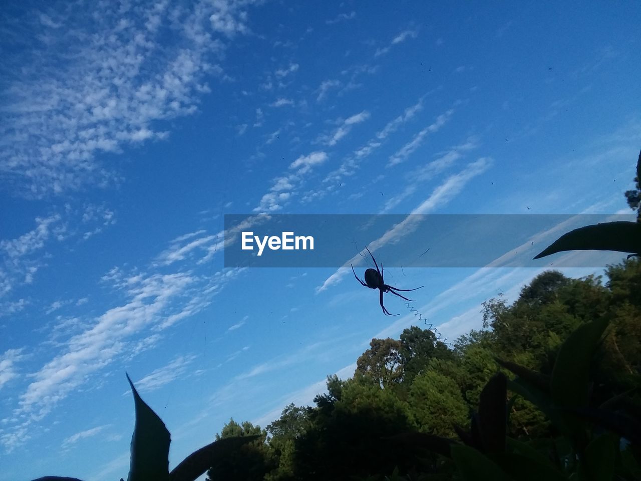 LOW ANGLE VIEW OF SILHOUETTE BIRDS FLYING AGAINST SKY