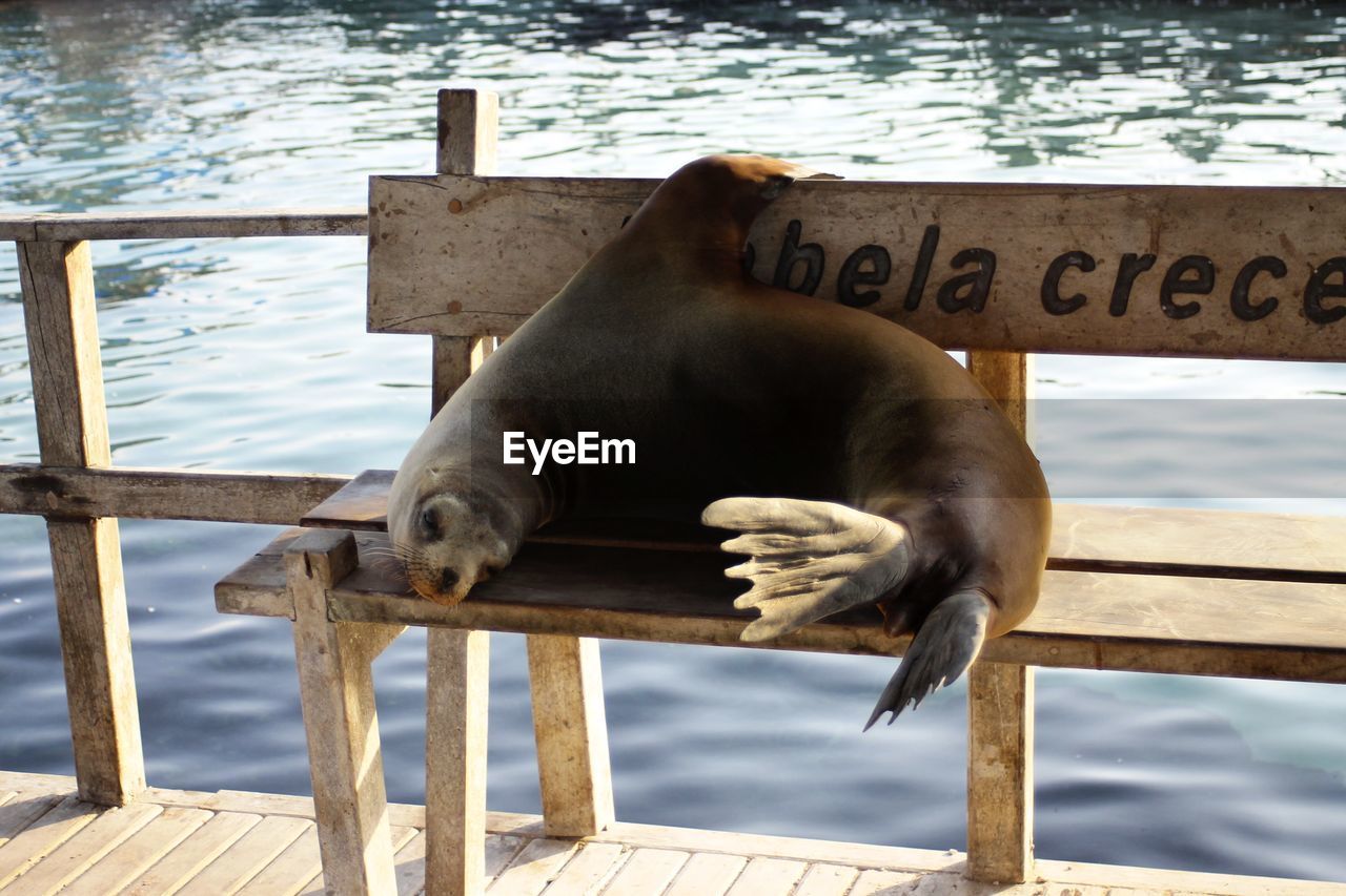 Sea lion relaxing on bench against sea