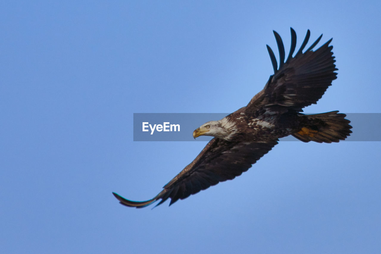 LOW ANGLE VIEW OF EAGLE FLYING