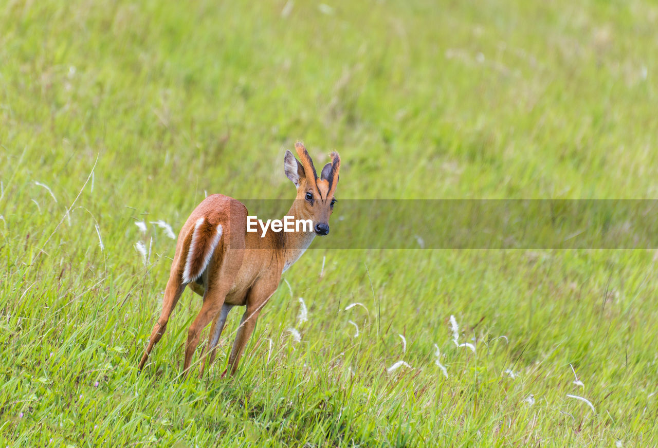CLOSE-UP OF DEER ON GRASSY FIELD