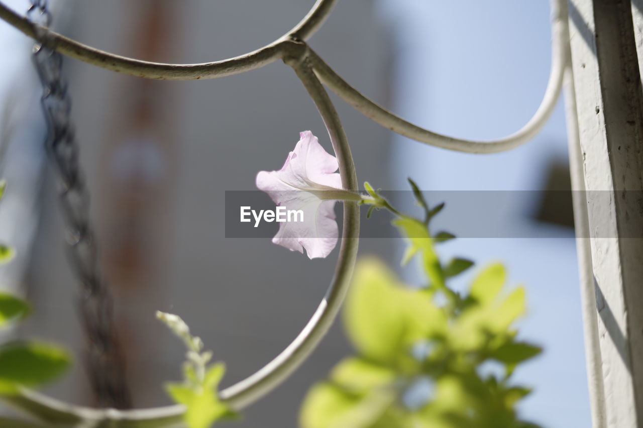 CLOSE-UP OF WHITE FLOWERS ON PLANT